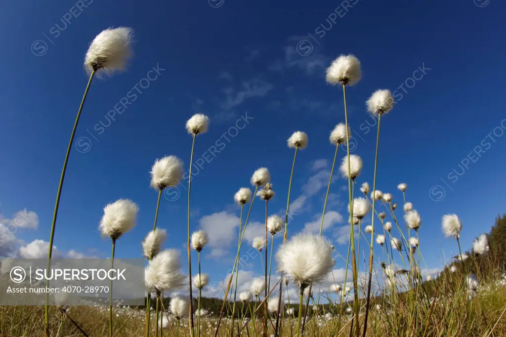 Harestail cotton-grass (Eriophorum vaginatum) growing on bog moorland, Scotland, UK, May.  Did you know The fluffy white fronds of cotton-grass have been used as pillow stuffing and also as wound dressings during the First World War.