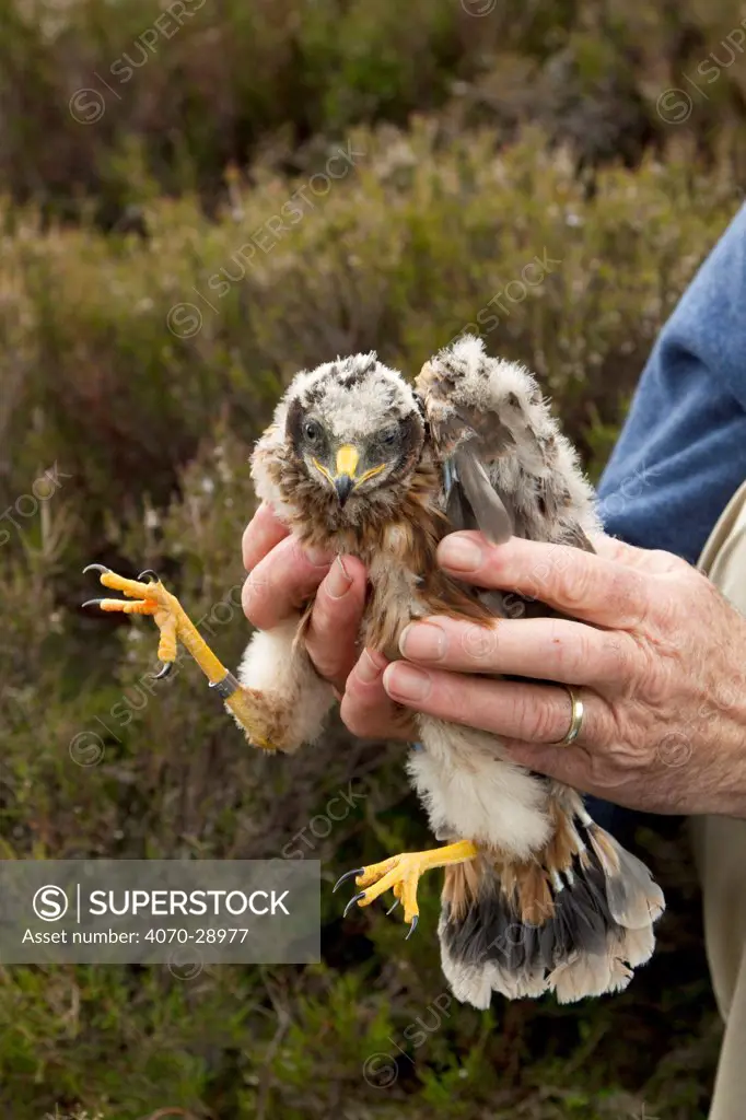 Research scientist replacing Hen harrier chick (Circus cyaneus) to nest after ringing, Glen Tanar Estate, Grampian, Scotland, UK, June 2011