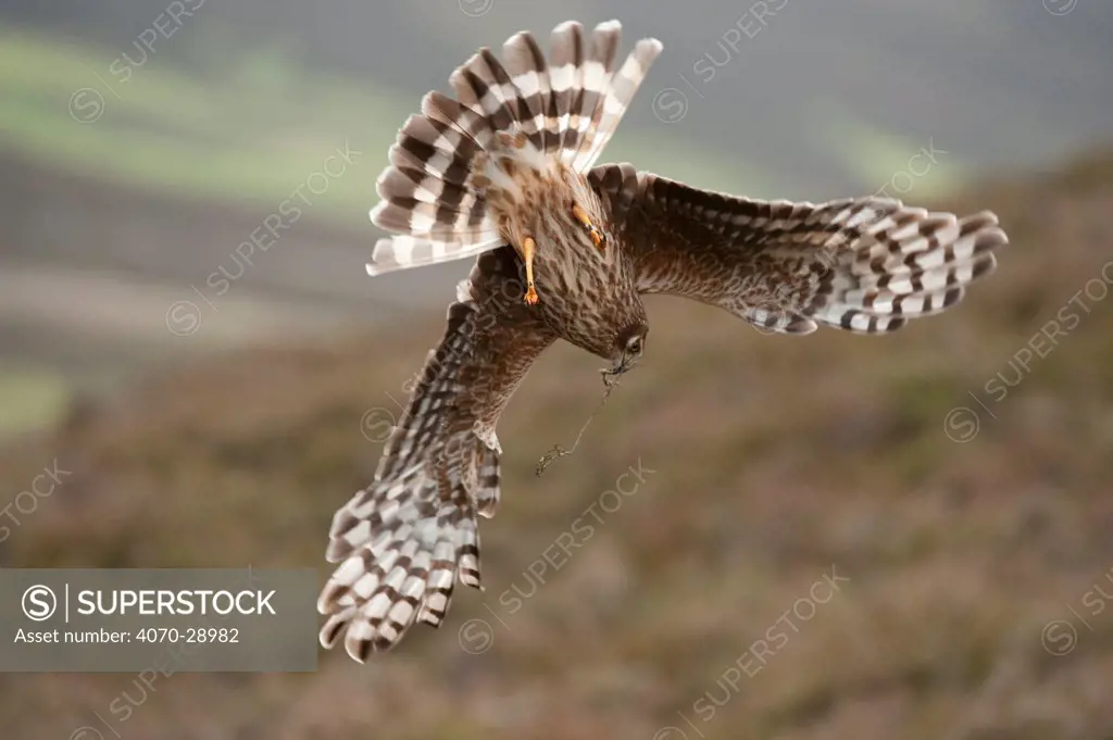 Hen harrier (Circus cyaneus) adult female diving to nest site, carrying nesting material, moorland habitat, Glen Tanar Estate, Grampian, Scotland, UK, June. Did you know Although Hen harriers have been persecuted by gamekeepers for attacking game birds, their diet mainly consists of pipits and voles.