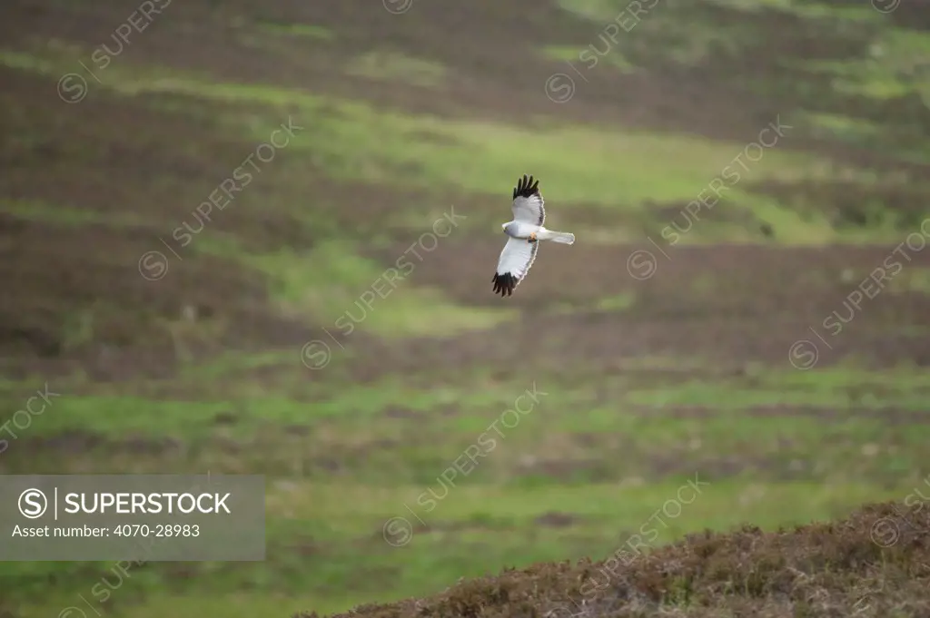 Hen harrier (Circus cyaneus) adult male in flight over moorland, Glen Tanar Estate, Grampian, Scotland, UK, June