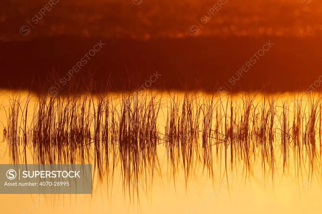 Reeds in bog pool, backlit at sunrise, Flow Country, Sutherland, Highlands, Scotland, UK, July