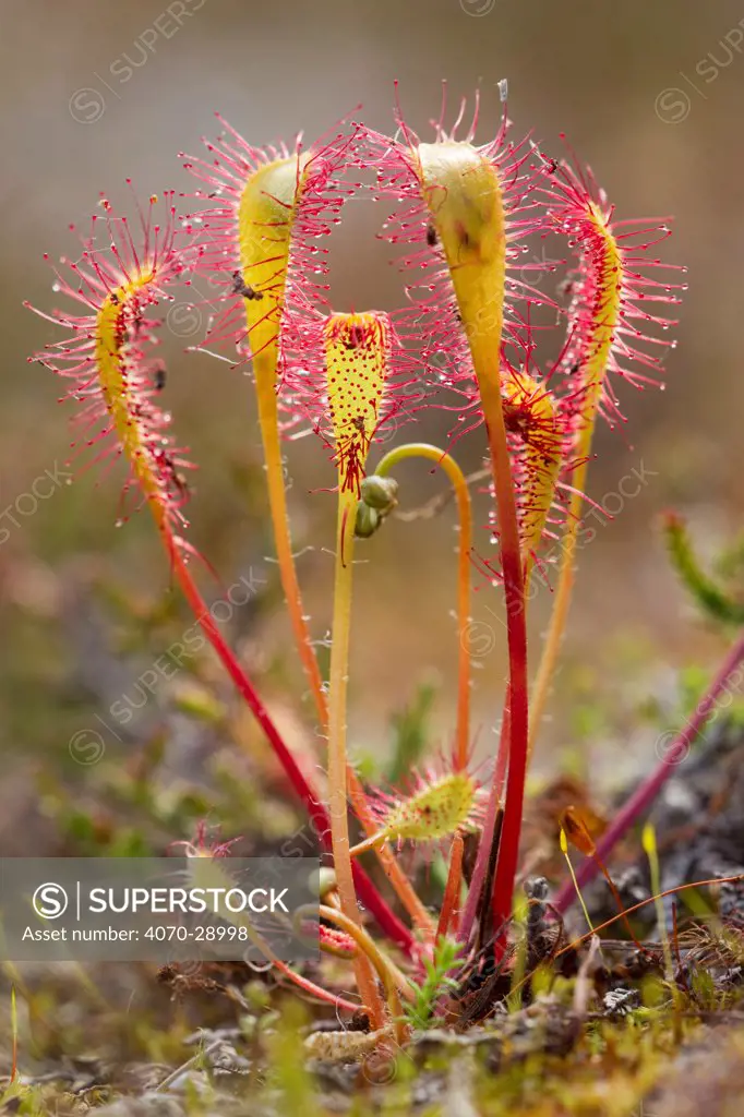 Great sundew (Drosera anglica) with insects caught on leaves, Flow country, Sutherland, Highlands, Scotland, UK, July