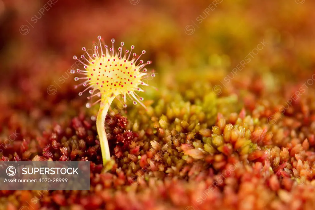Greater sundew (Drosera anglica) growing in Sphagnum moss, Flow Country, Sutherland, Highlands, Scotland, UK, July.
