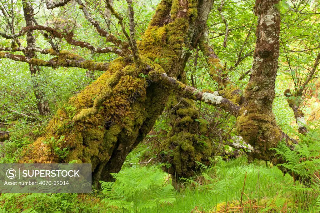 Silver birch (Betula pendula) with trunk covered in moss in natural woodland, Beinn Eighe NNR, Highlands, NW Scotland, UK, May