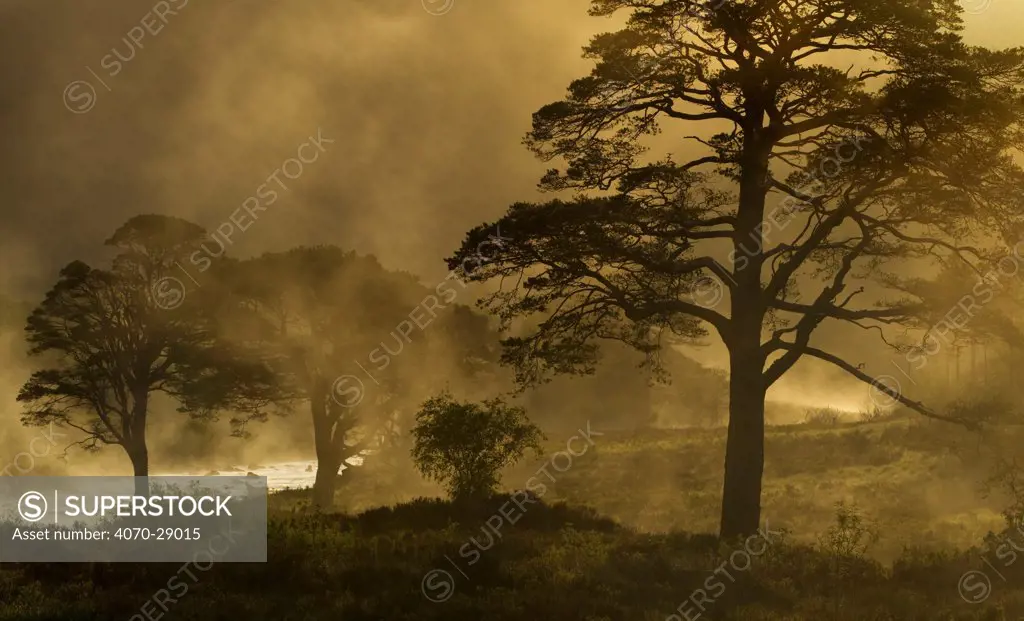 Scot's pine trees (Pinus sylvestris) in mist at sunrise, Beinn Eighe NNR, Torridon, NW Scotland, UK, June. Did you know Scots pine is Britain's only native conifer tree.