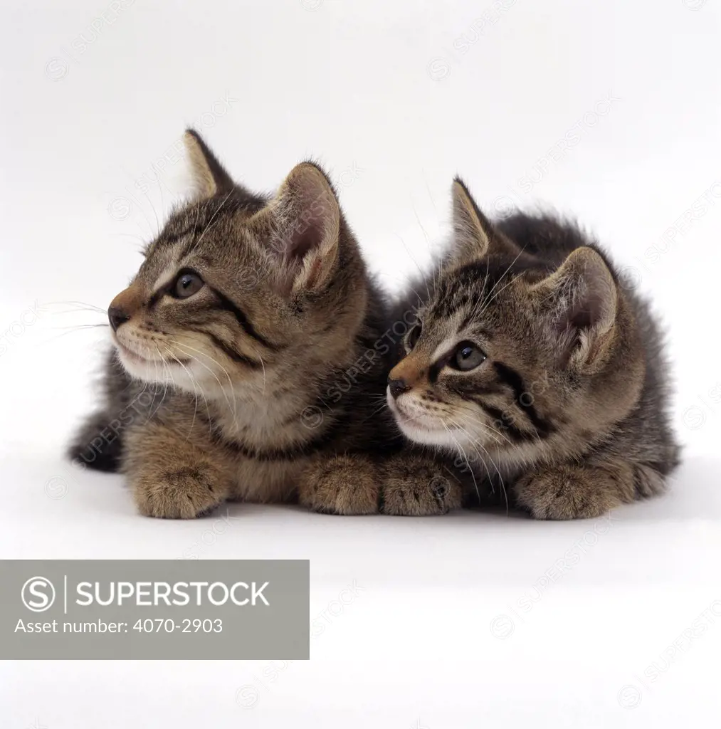 Two 9-week Wild cat kittens Felis sylvestris} captive