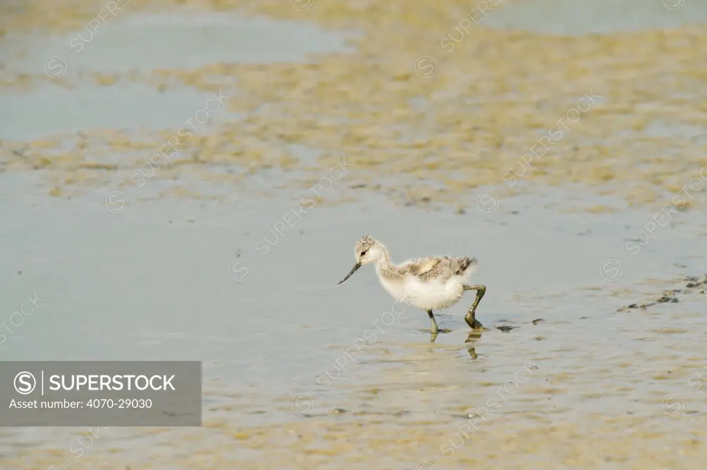 Avocet (Recurvirostra avosetta) chick in drying pool on grazing marsh, Elmley marshes, RSPB Greater Thames Futurescapes Project, Isle of Sheppey, North Kent, UK, July