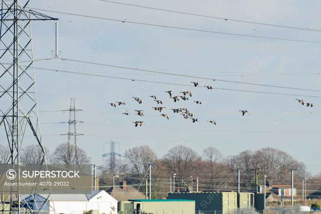 Greylag geese (Anser anser) flying past electricity pylons into Rainham Marsh RSPB Reserve, Thames Futurescapes Project, Essex, UK, January 2011
