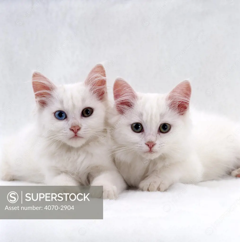 Domestic Cat Felis catus} White semi-longhair turkish angora kittens, one with odd eyes