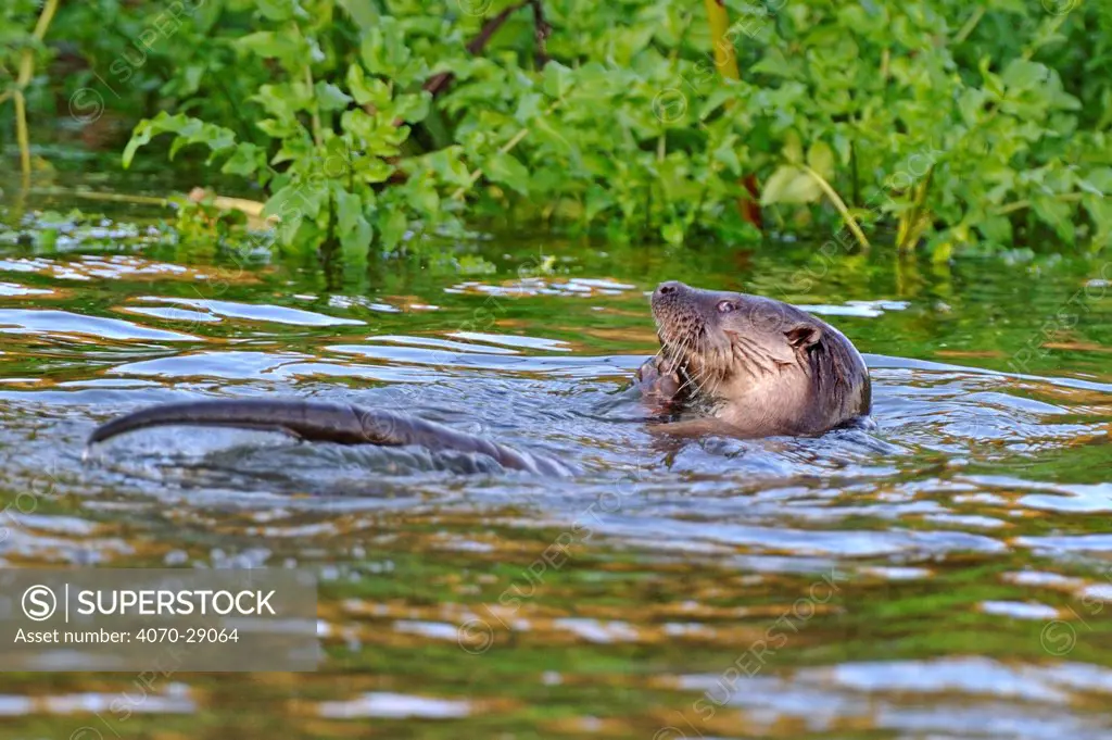 European river otter (Lutra lutra) eating small fish, Dorset, UK, November