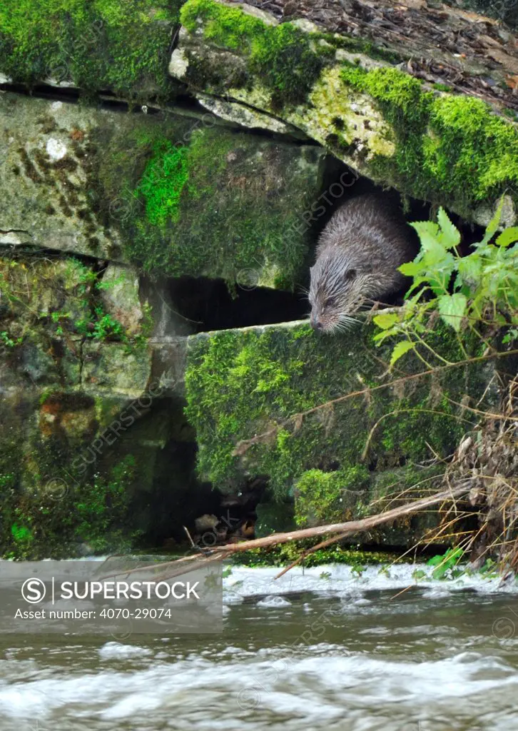 European river otter (Lutra lutra) in possible holt entrance, Dorset, UK, December