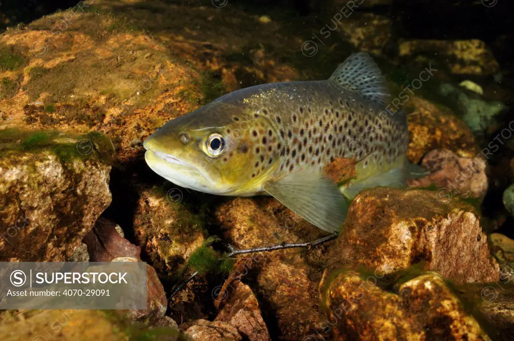 Brown trout (Salmo trutta), Ennerdale Valley, Lake District NP, Cumbria, England, UK, November 2011