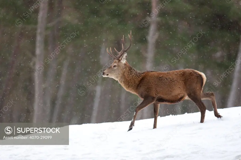 Red deer (Cervus elaphus) stag in pine woodland in winter, Cairngorms National Park, Scotland, UK, February. Did you know British red deer are different to European red deer, having a shorter tail and smaller neck mane.
