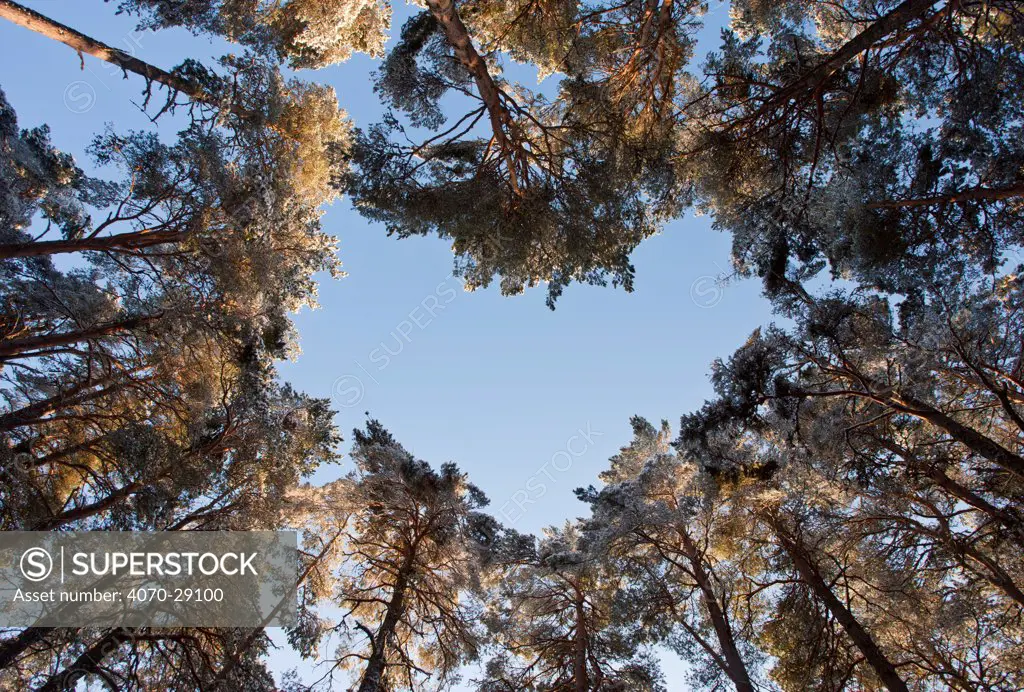 Looking up through the canopy of Scot's pine trees (Pinus sylvestris) woodland showing heart shaped opening in canopy, Abernethy Forest, Highland, Scotland, UK, March