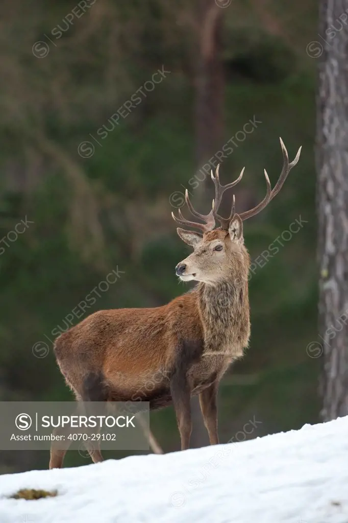 Red deer (Cervus elaphus) stag in pine woodland in winter, Cairngorms National Park, Scotland, UK, February