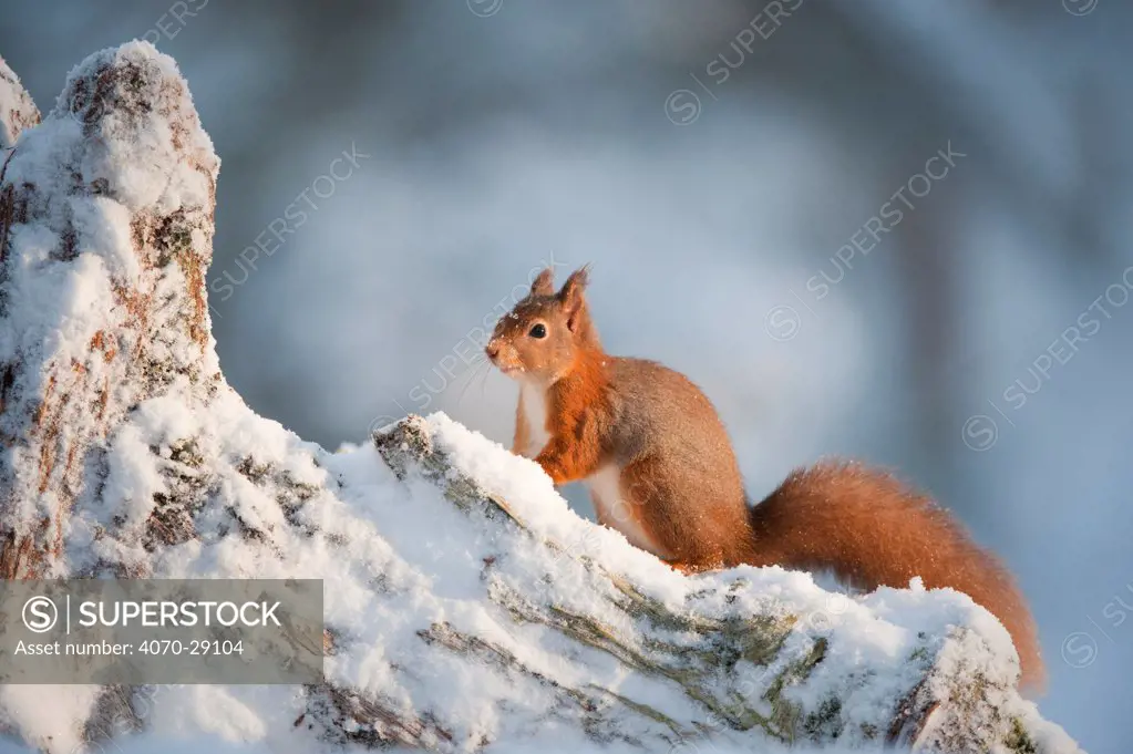 Red squirrel (Sciurus vulgaris) on pine stump in snow, Scotland, UK, December