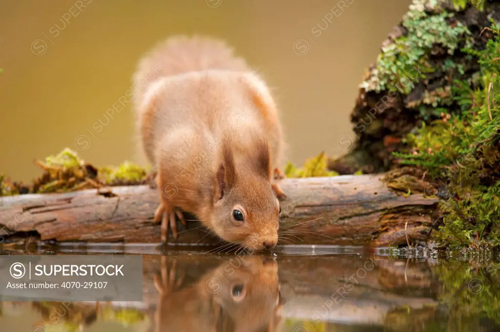Red squirrel (Sciurus vulgaris) drinking from woodland pool, Scotland, UK, November