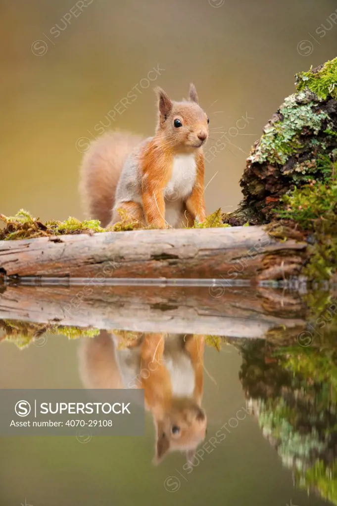 Red squirrel (Sciurus vulgaris) at woodland pool, Scotland, UK, November