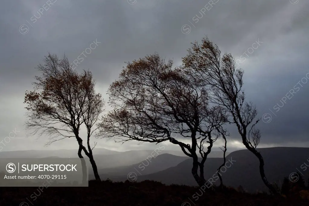 Windswept Silver birch trees (Betula pendula) silhouetted against sky, Cairngorms National Park, Scotland, UK, November