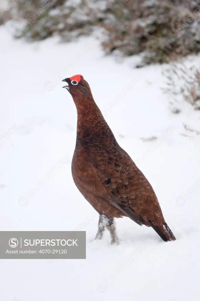 Adult male Red Grouse (Lagopus lagopus scoticus) in snow, Cairngorms NP, Scotland, UK, February