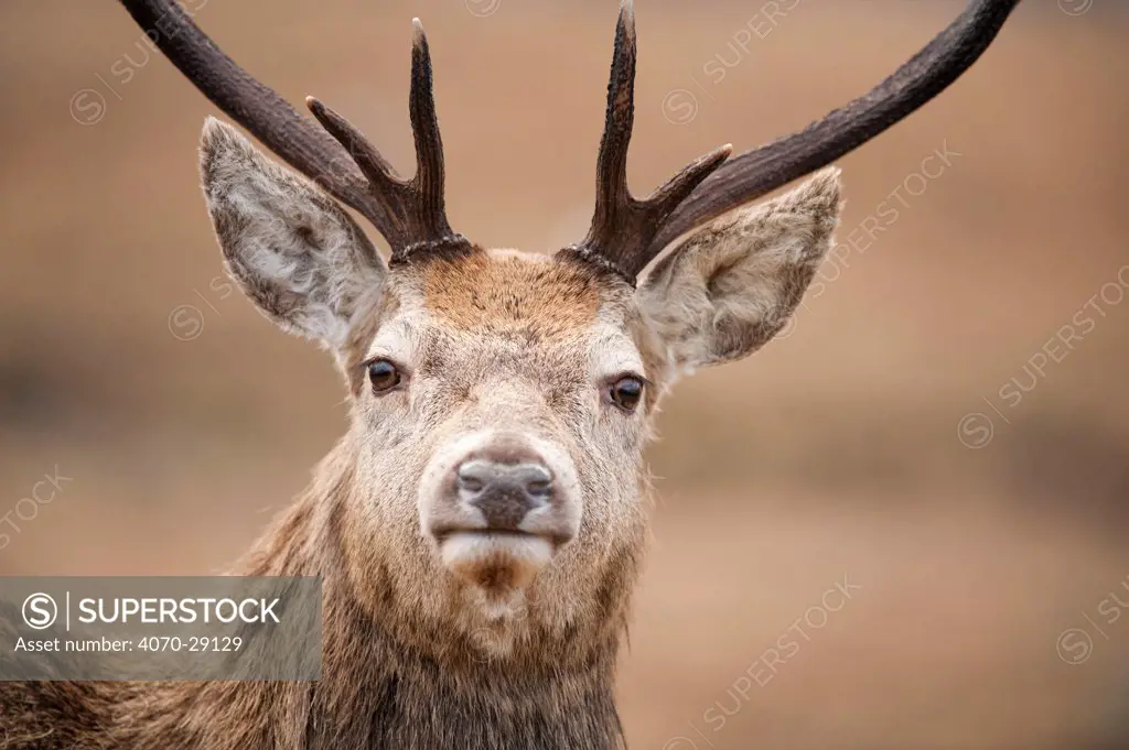 Portrait of Red deer (Cervus elaphus) stag, Lochaber, West Highlands, Scotland, February