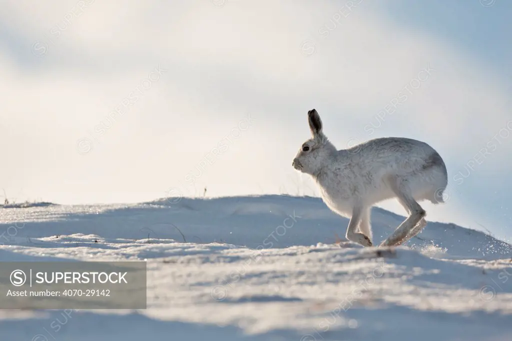 Mountain hare (Lepus timidus) in winter coat running across snow, Scotland, UK, February