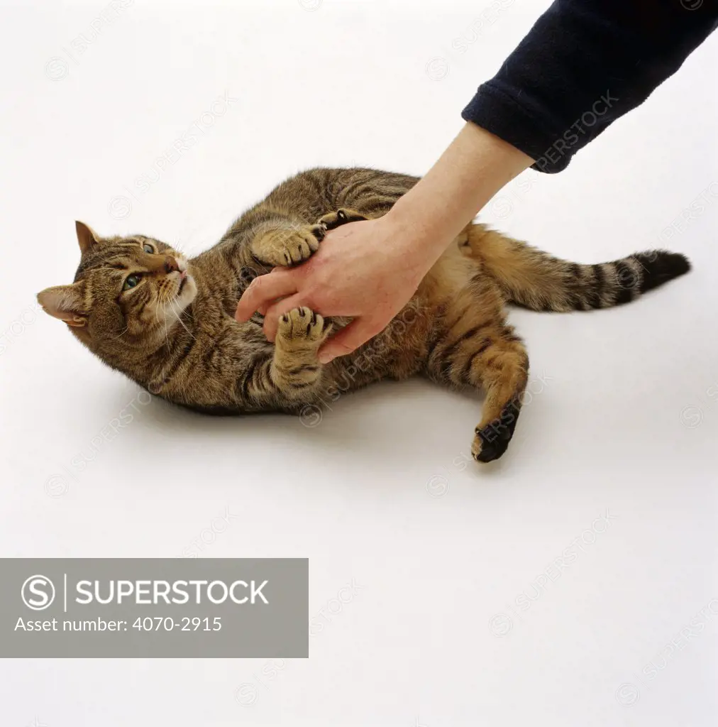 Domestic Cat Felis catus} Tabby 'Nemo' having tummy tickled by handler