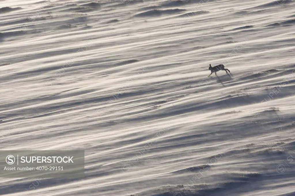 Mountain hare (Lepus timidus) in winter coat running across a snow field, with wind-blown spindrift snow, Scotland, UK, January