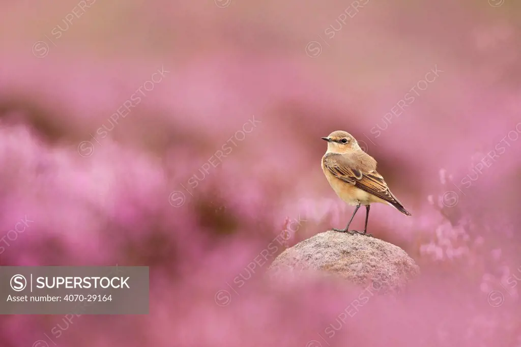 Wheatear, (Oenanthe oenanthe) perched on gritstone rock amongst flowering heather (Ericaceae sp), Peak District NP, August 2011. Did you know The wheatear is only in the UK during summer months - the rest of the year it spends in Africa.