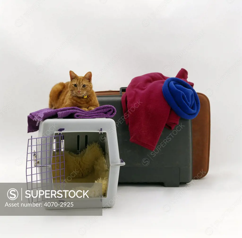 Marmalade Domestic Cat Felis catus} 'Tigger' with pet transporter / carrier and suitcases.