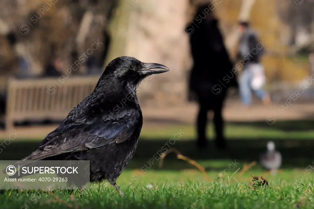 Carrion crow (Corvus corone) foraging on lawn with woman standing in shadow and a man running in the background, St. James's Park, London, UK, January.