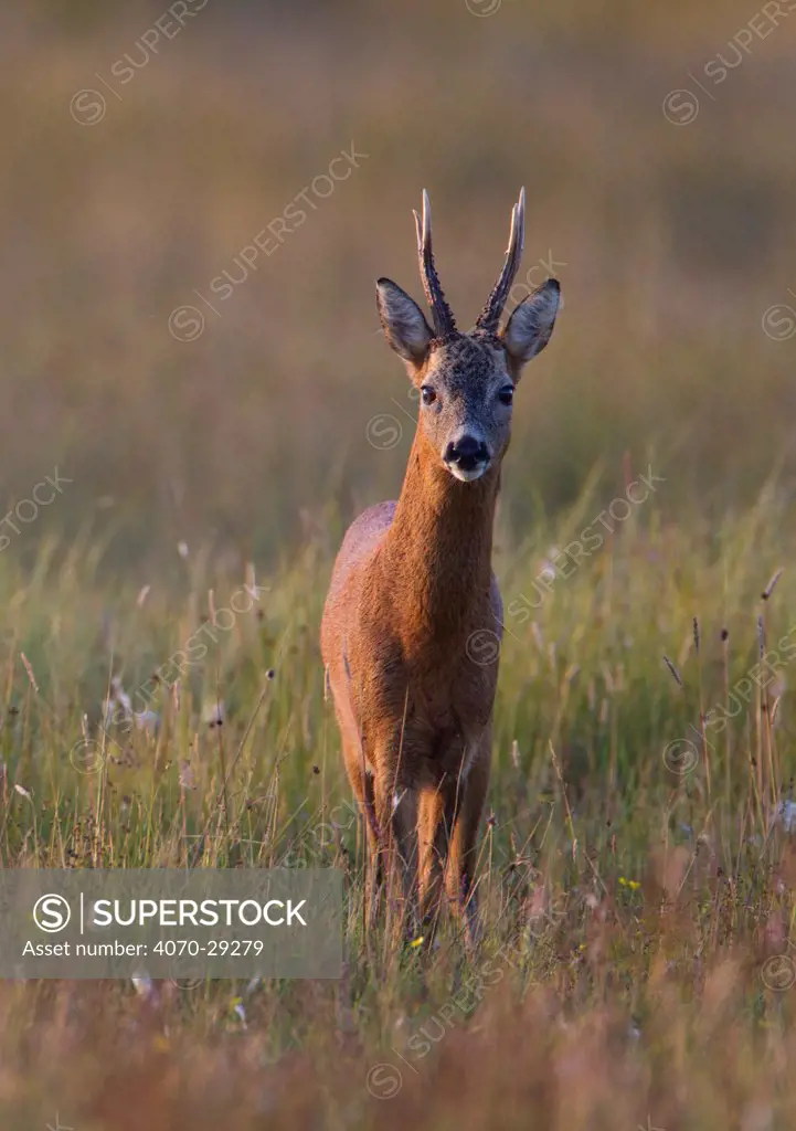 Portrait of a male Roe deer (Capreolus capreolus) in a meadow, Cairngorms NP, Scotland, UK, August 2010