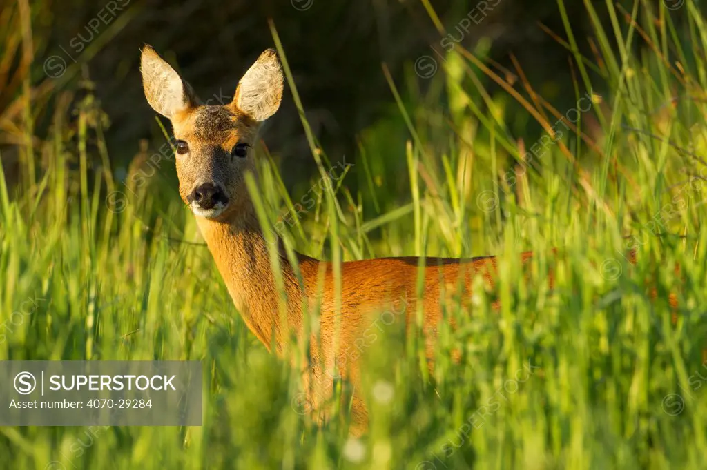Portrait of a Roe deer (Capreolus capreolus) doe in rough grassland in summer, Scotland, UK, June 2011. Did you know Female roe deer are called does and give birth in May and June, usually to twins.