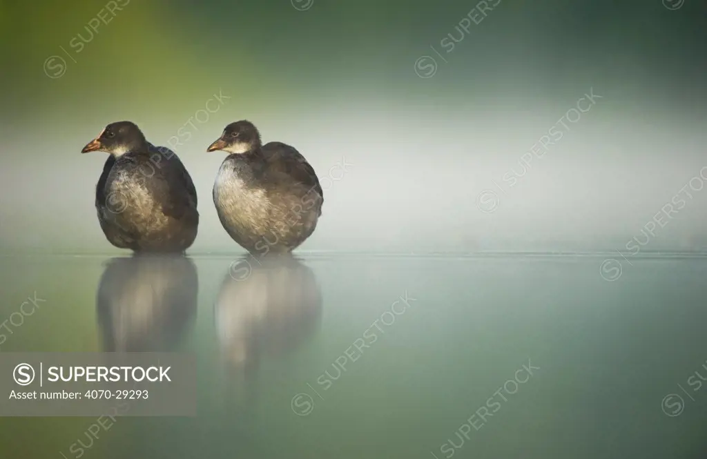 Two young Coots (Fulica atra) standing together in shallow water, Derbyshire, England, UK, June 2010