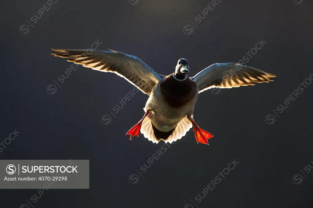 An adult male Mallard (Anas platyrhynchos) comes in to land, backlit by evening sunlight, Derbyshire, England, UK, March. Did you know In addition to the colour differences between male and female ducks, male mallards' centre tail feather is curved whilst that of females is straight.
