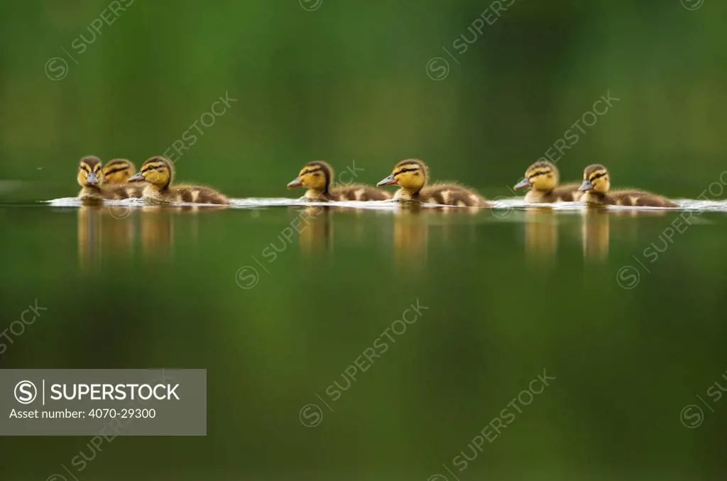 A line of Mallard (Anas platyrhynchos) ducklings swimming on a still lake, Derbyshire, England, UK, June. Did you know Ducklings take 50-60 days to fledge and become independent.