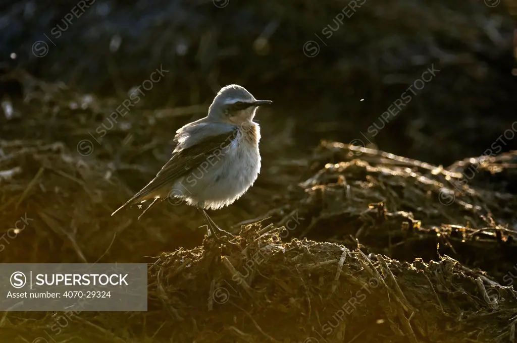 Adult male Northern wheatear (Oenanthe oenanthe) with ruffled plumage feeding on flies from a manure pile, backlit, Hertfordshire, England, UK, April