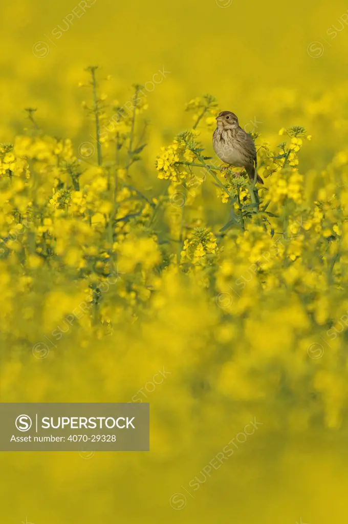 Corn bunting (Milaria calandra) perched in a field of Oilseed rape (Brassica napus), Hertfordshire, England, UK, April