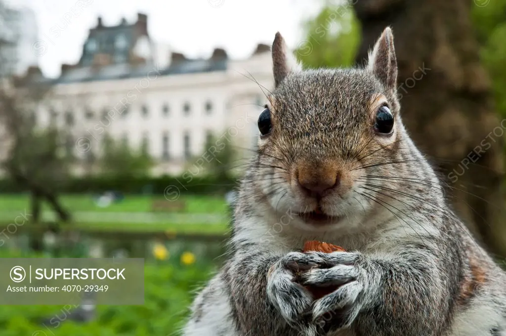 Close-up of Grey squirrel (Sciurus carolinensis) holding a nut, feeding in Regent's Park, London, England, UK, April. Did you know Grey squirrel males are called bucks and females are called does.
