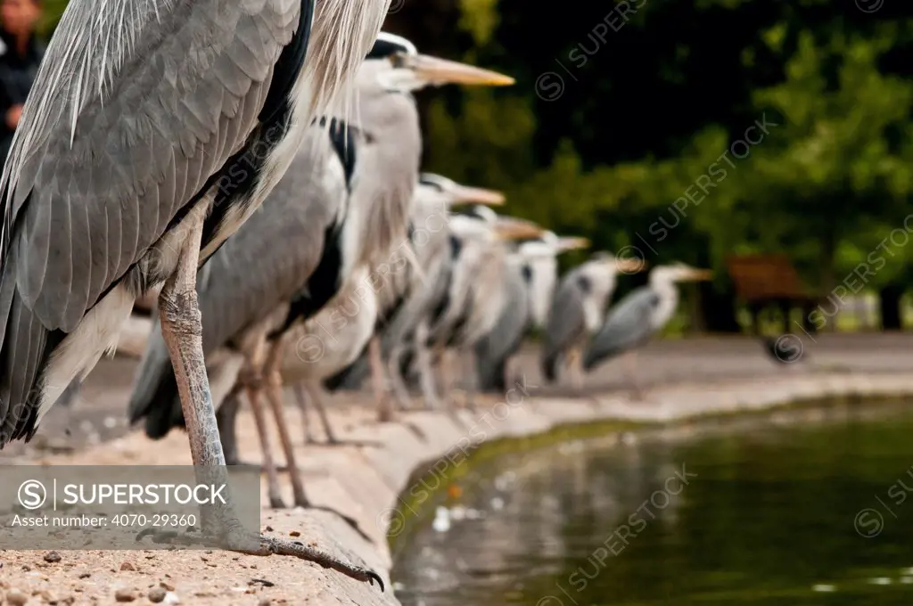 Flock of Grey herons (Ardea cinerea) standing in a line on the edge of a pond, Regent's Park, London, England, UK, May.  Did you know According to new research, over 91% of people believe that public parks and open spaces improve their quality of life