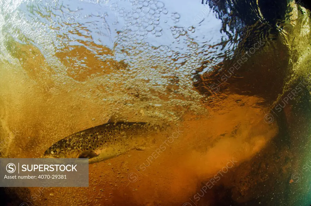 Brown trout (Salmo trutta) in turbulent water at a weir, River Ettick, Selkirkshire, Scotland, UK, October