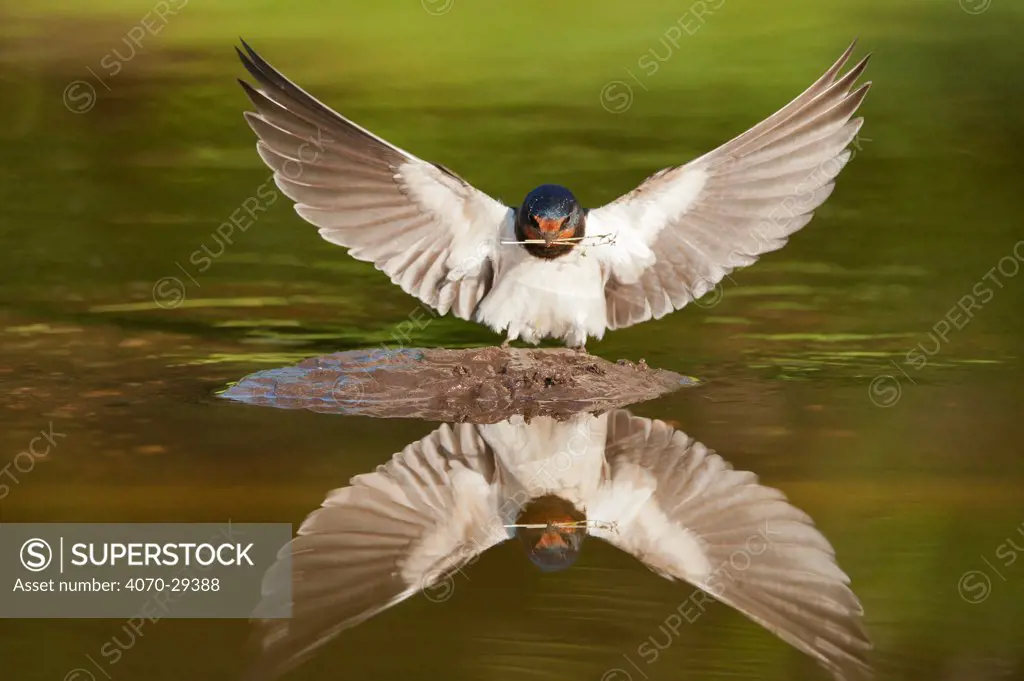 Barn swallow (Hirundo rustica) alighting at pond, collecting material for nest building, Scotland, UK, June. Did you know Barn swallows will feed their nestlings up to 400 times every day.