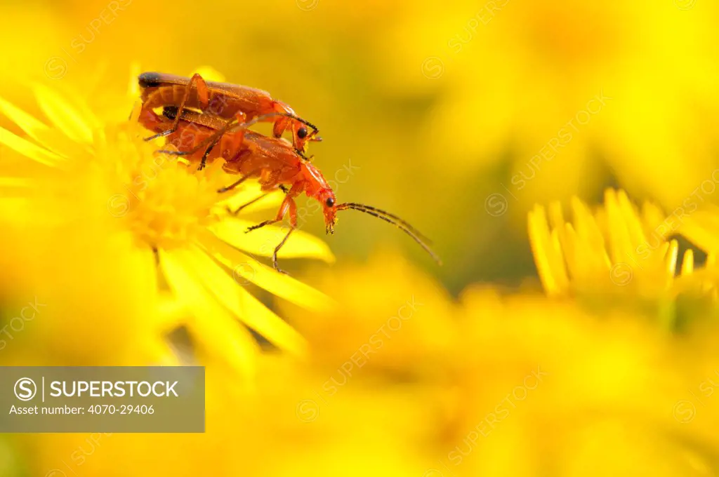 Pair of mating soldier beetles (Rhagonycha fulva) on Common ragwort (Senecio jacobaea), Arne RSPB reserve, Dorset, England, UK, August. Did you know In some areas this insect is called the “bloodsucker” because of its colour - but it only feeds on pollen and nectar.