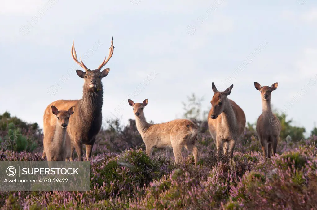 Sika deer (Cervus nippon), stag, hind and young, amongst flowering heather, Arne RSPB reserve, Dorset, England, UK, August. Did you know This East Asian deer’s name ‘Sika’ is the Japanese word for ‘deer’, so the full name means ‘deer deer’!