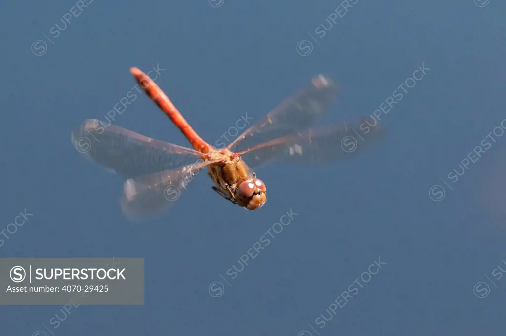Male Common Darter dragonfly (Sympetrum striolatum) in flight, Arne RSPB reserve, Dorset, England, UK, August. 2020VISION Book Plate.