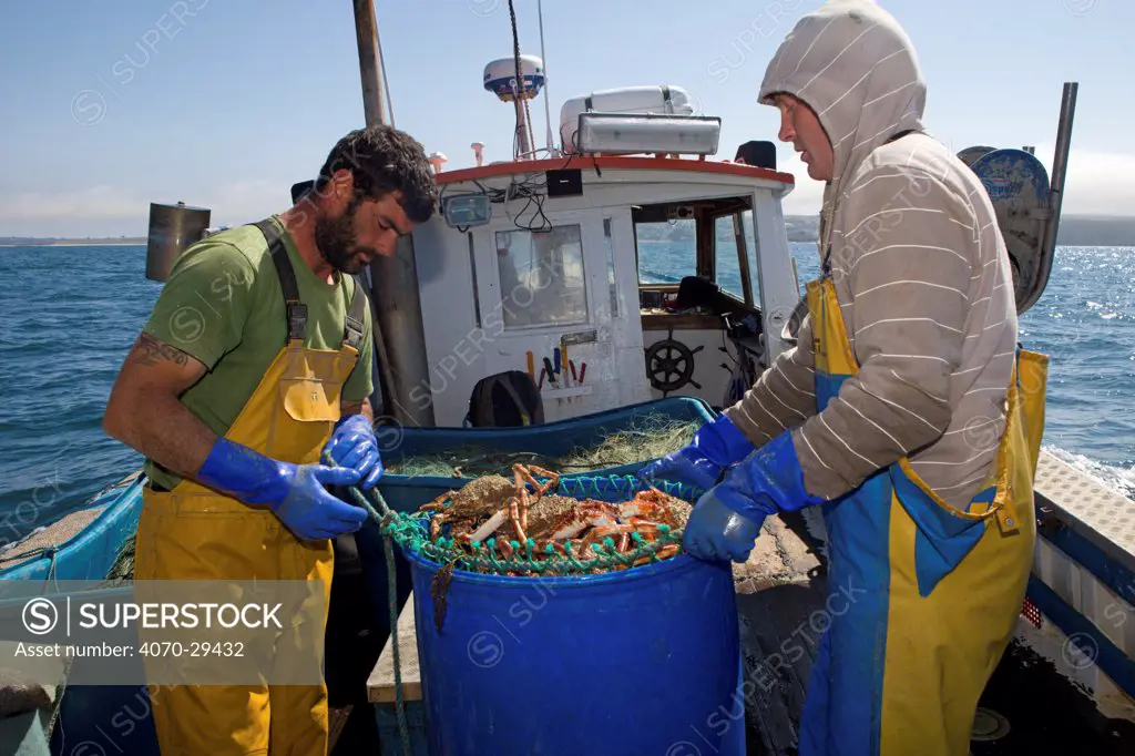Fishermen aboard a small fishing boat packing a container full of Spiny spider crabs (Maja Squinado), caught using tangle nets, Cornwall, England, UK, June 2011 Model released