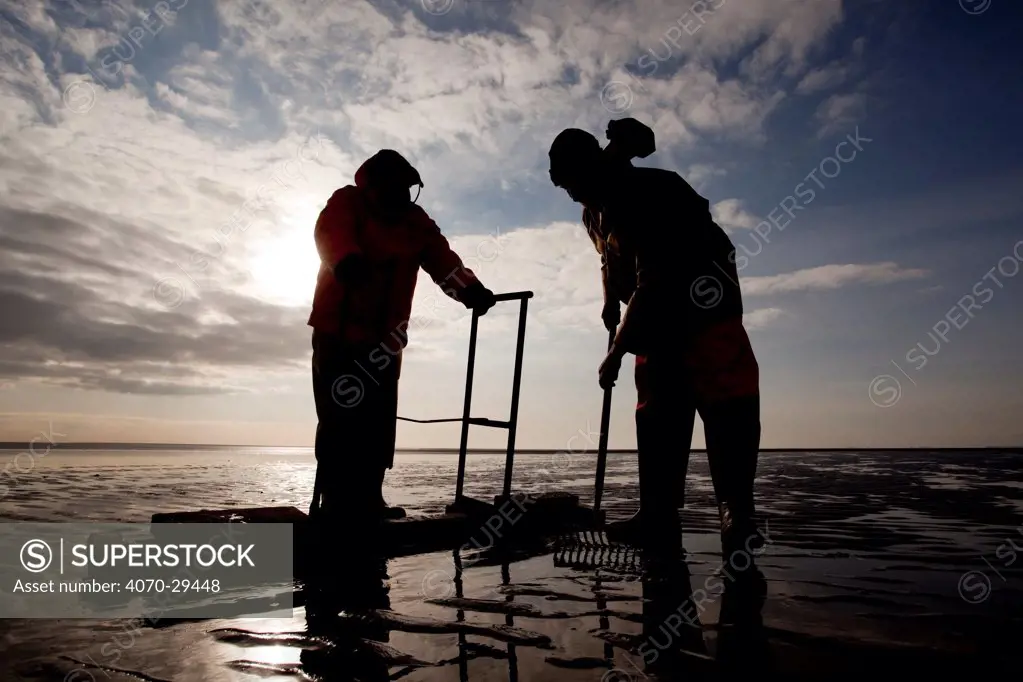 Cockle fishermen working in Morecambe Bay, Cumbria, England, UK, February. Model released