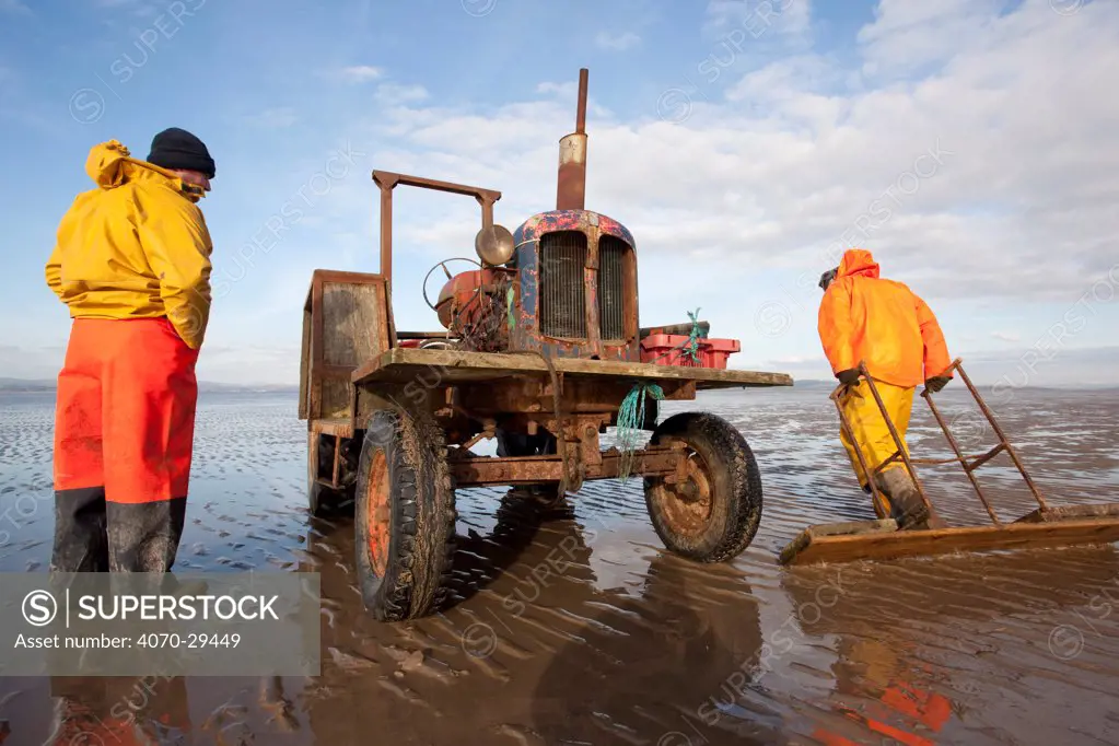 Cockle fishermen working in Morecambe Bay, Cumbria, England, UK, February. Model released.