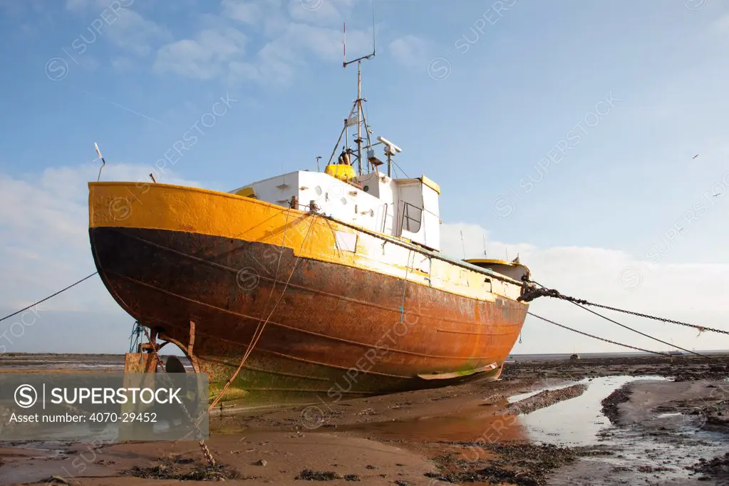 Old fishing boat held upright at low tide with ropes and chains, Roa Island, Morecambe Bay, Cumbria, England, UK, February 2012