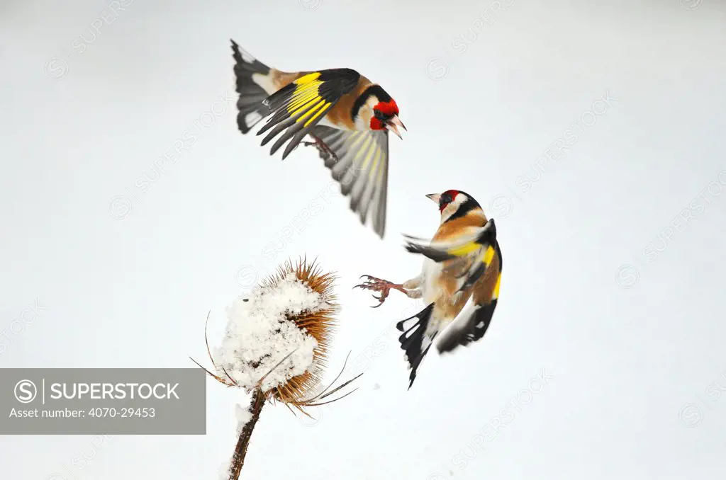Two Goldfinches (Carduelis carduelis) squabbling over Common teasel (Dipsacus fullonum) seeds in winter, Hope Farm RSPB reserve, Cambridgeshire, England, UK, February. 2020VISION Exhibition. 2020VISION Book Plate.